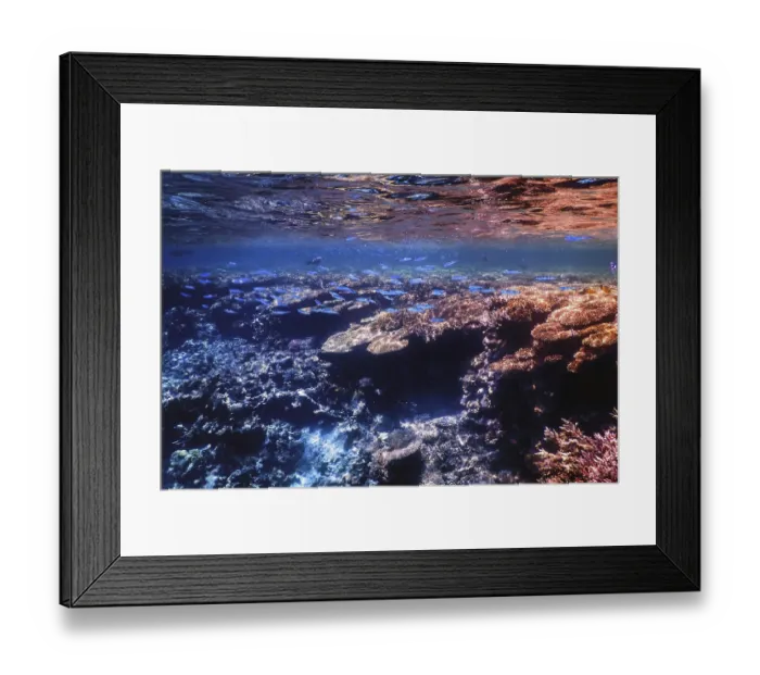 Framed Print : Underwater view of the coral reef