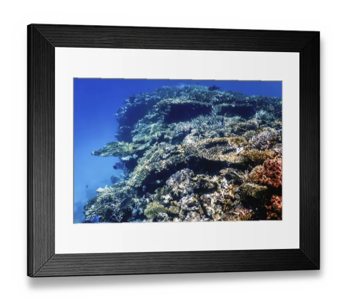 Framed Print : Underwater view of the coral reef
