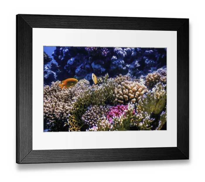 Framed Print : Underwater view of the coral reef Framed Print : Underwater view of the coral reef