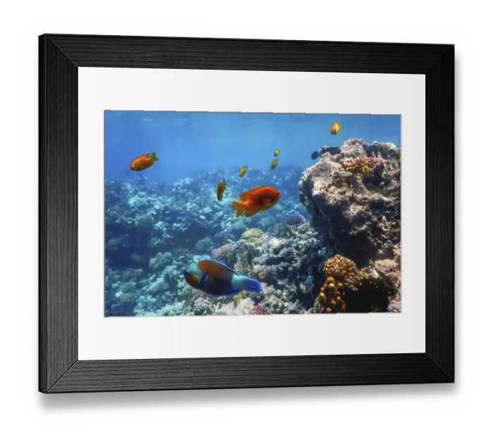 Framed Print : Underwater view of the coral reef Framed Print : Underwater view of the coral reef