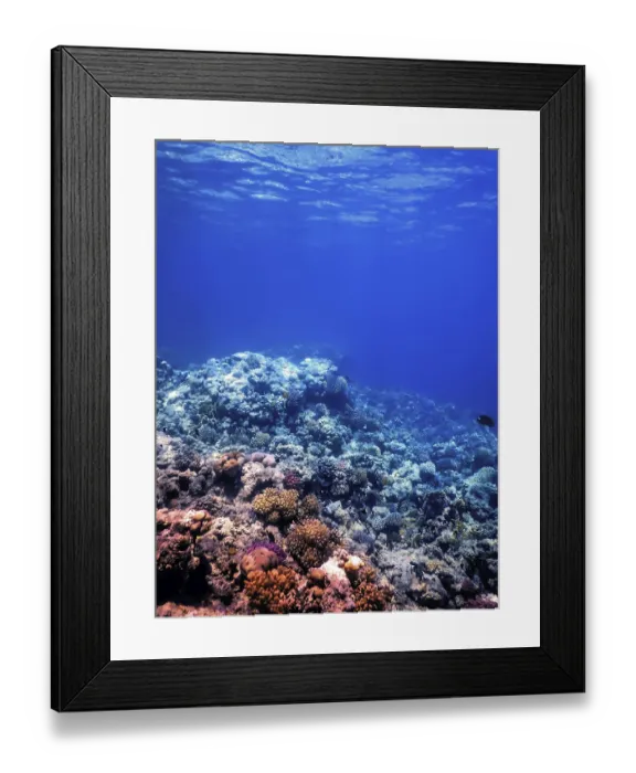 Framed Print : Underwater view of the coral reef