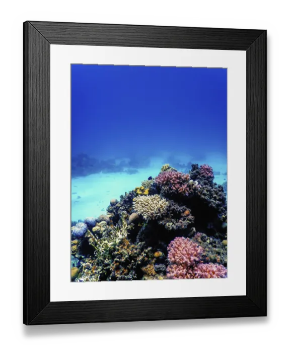 Framed Print : Underwater view of the coral reef