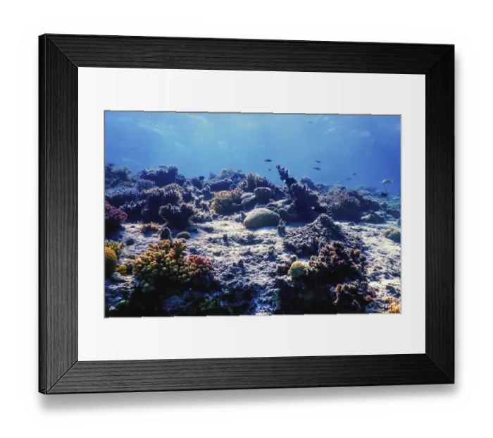Framed Print : Underwater view of the coral reef