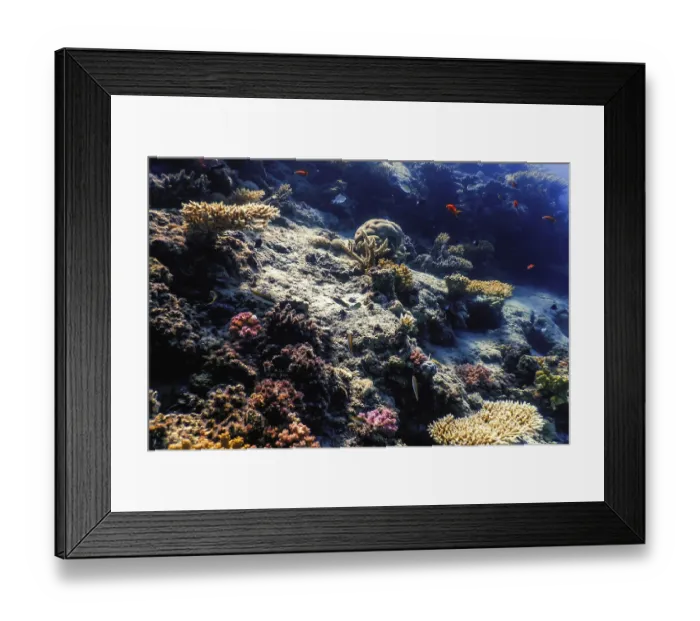 Framed Print : Underwater view of the coral reef Framed Print : Underwater view of the coral reef