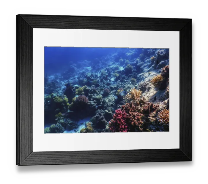 Framed Print : Underwater view of the coral reef