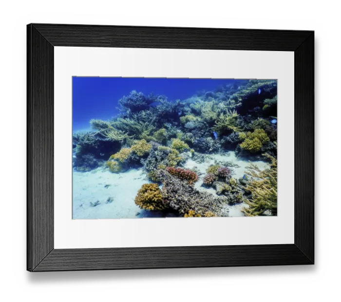 Framed Print : Underwater view of the coral reef