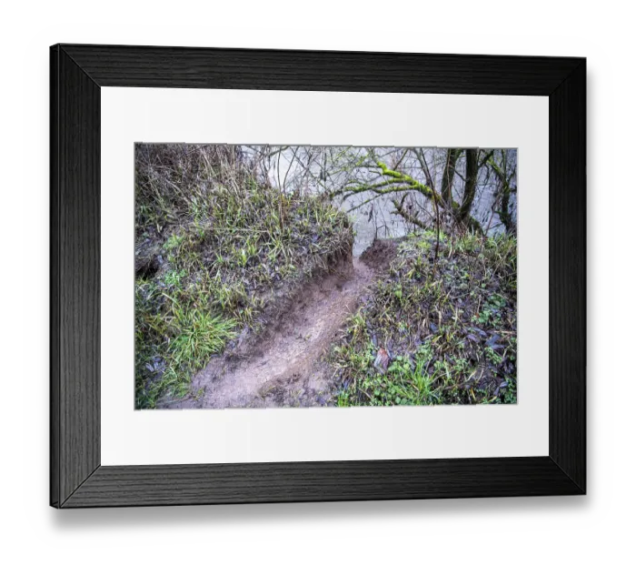 Framed Print : Beaver slide European beaver (Castor fibre)