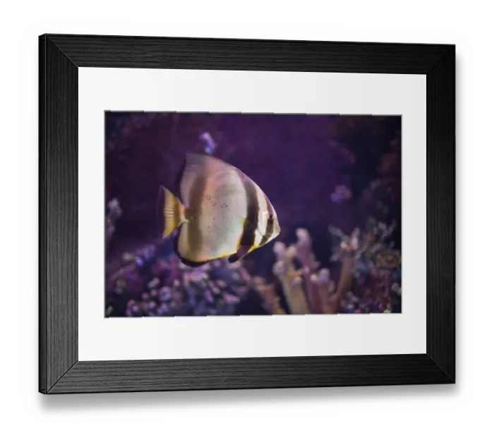 Framed Print : Undersea world coral reef with exotic fishes