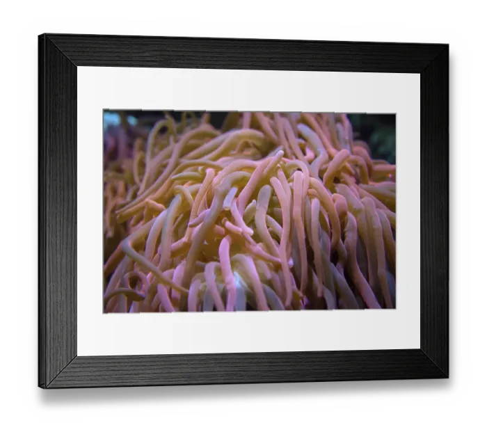 Framed Print : Giant anemone underwater close-up in pink tones