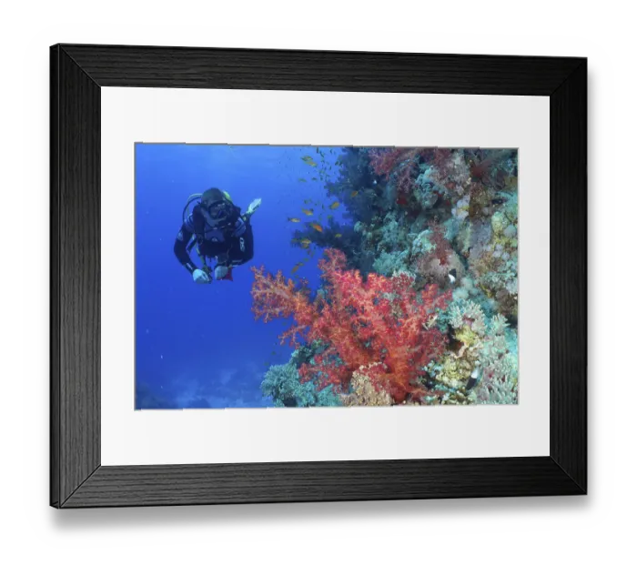 Framed Print : Diver looking at Klunzinger's tree coral (Dendronephthya klunzingeri) and shoal
