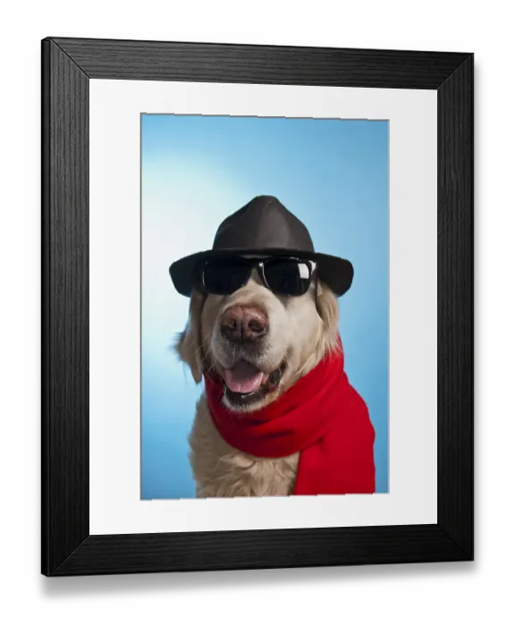 Framed Print : Humorous photo of a Golden retriever wearing sunglasses Framed Print : Humorous photo of a Golden retriever wearing sunglasses