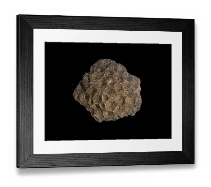 Framed Print : Hexagonaria hexagona, fossil coral