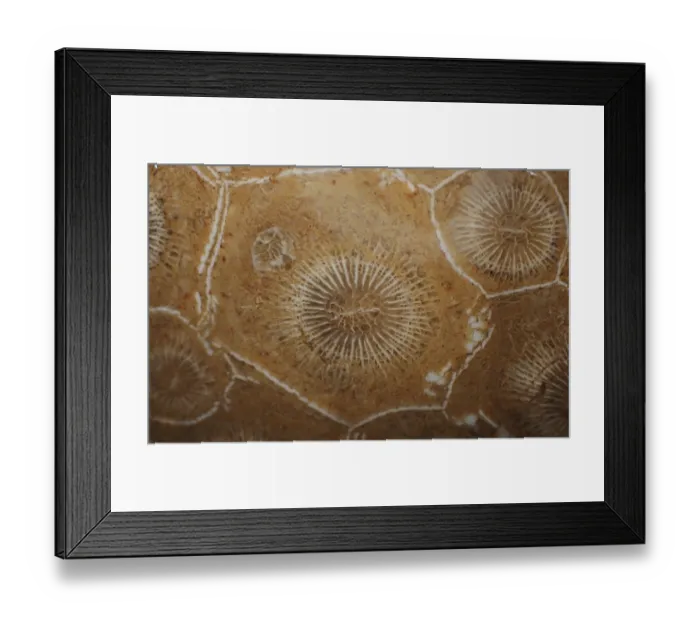 Framed Print : Hexagonaria hexagona, polished Framed Print : Hexagonaria hexagona, polished