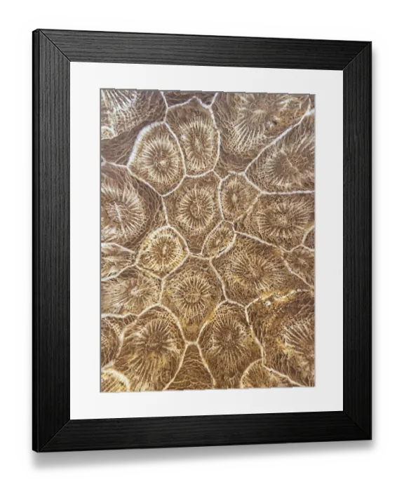 Framed Print : Hexagonaria hexagona, polished Framed Print : Hexagonaria hexagona, polished