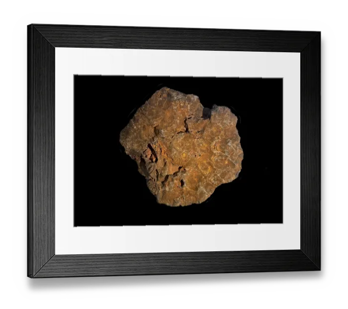 Framed Print : Hexagonaria hexagona, fossil coral Framed Print : Hexagonaria hexagona, fossil coral