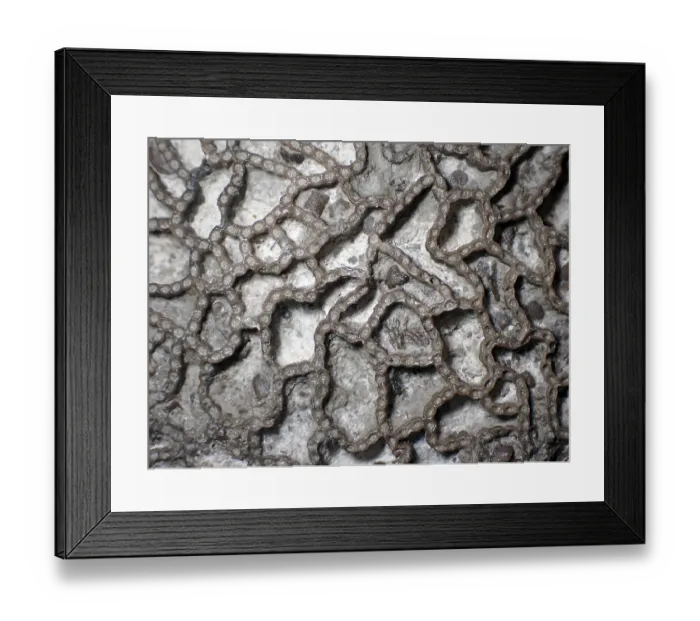 Framed Print : Fossil coral, petrification, Halysites Spec