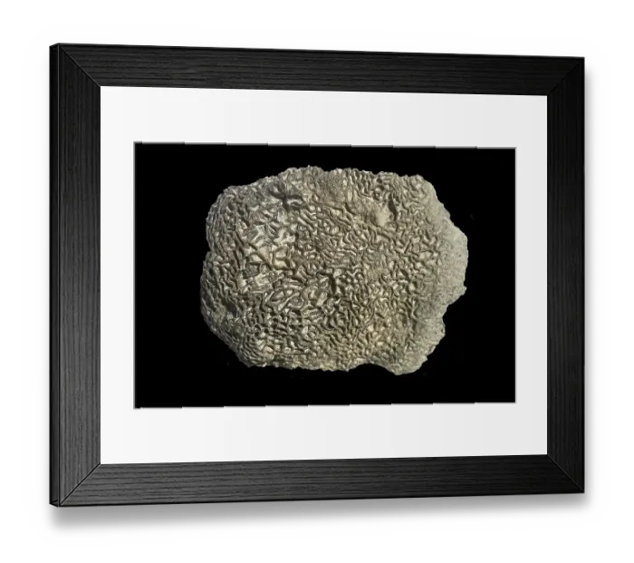 Framed Print : Fossil coral, petrification, Halysites spec Framed Print : Fossil coral, petrification, Halysites spec