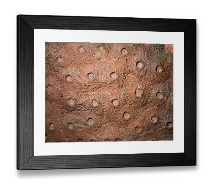 Framed Print : Fossil coral, petrification, Phillipsastrea cf