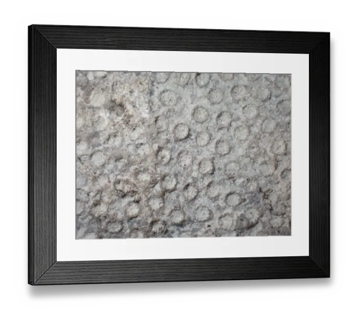 Framed Print : Fossil coral, petrification, Heliolites spec