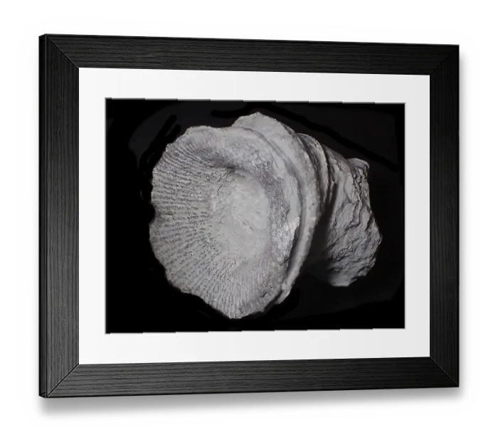 Framed Print : Fossil coral, petrification, cystiphyllum tenue Framed Print : Fossil coral, petrification, cystiphyllum tenue