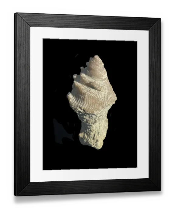 Framed Print : Fossil coral, petrification, cystiphyllum tenue Framed Print : Fossil coral, petrification, cystiphyllum tenue