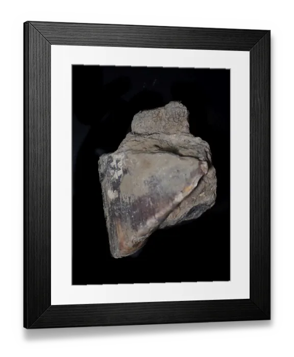 Framed Print : Fossil coral, petrification, chalceola sandalina