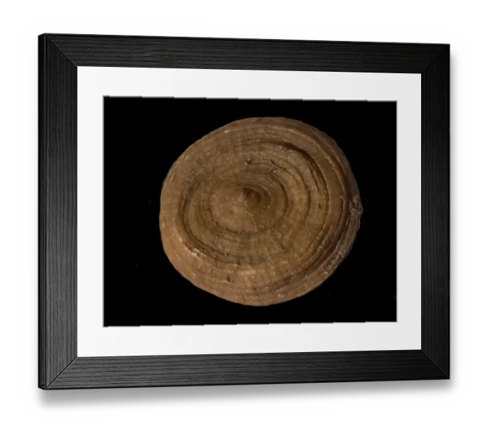 Framed Print : Fossil coral, petrification, Cunnolites sp