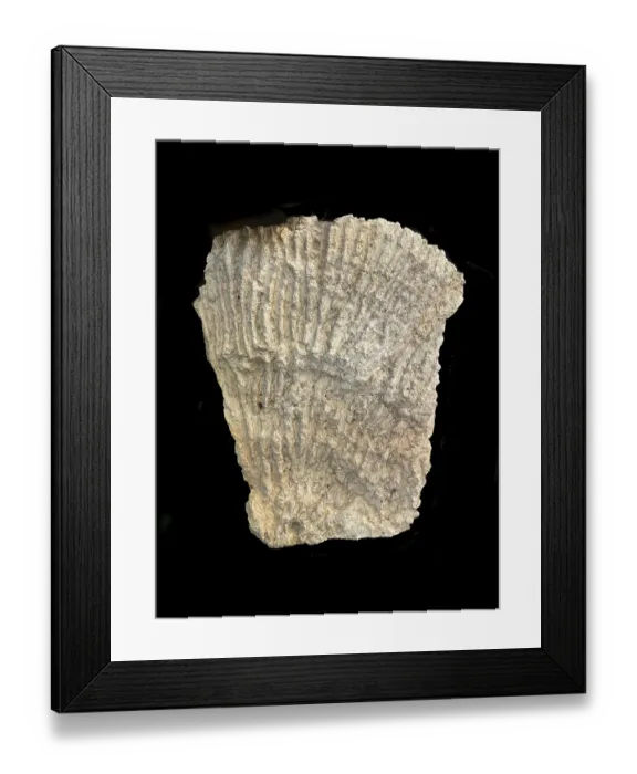 Framed Print : Korallenstock, Jura approx. 160 million years old