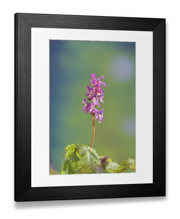 Framed Print : Hollow larkspur (Corydalis cava) Framed Print : Hollow larkspur (Corydalis cava)
