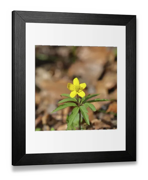 Framed Print : Yellow Anemone, Anemone ranunculoides Framed Print : Yellow Anemone, Anemone ranunculoides