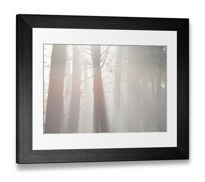 Framed Print : Sun rays penetrate the thickets of a quiet forest Framed Print : Sun rays penetrate the thickets of a quiet forest