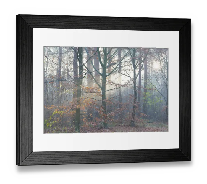Framed Print : European beech with remnants of autumn-coloured foliage in a misty forest