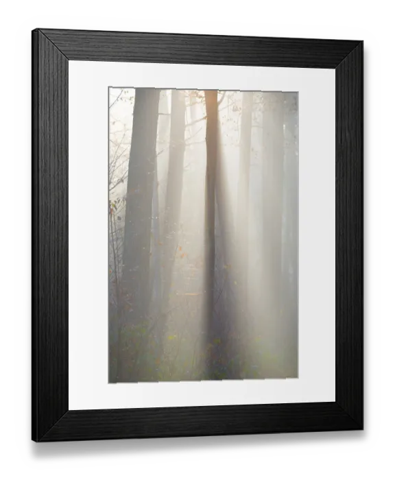Framed Print : Light-flooded forest, rays of light and shadow