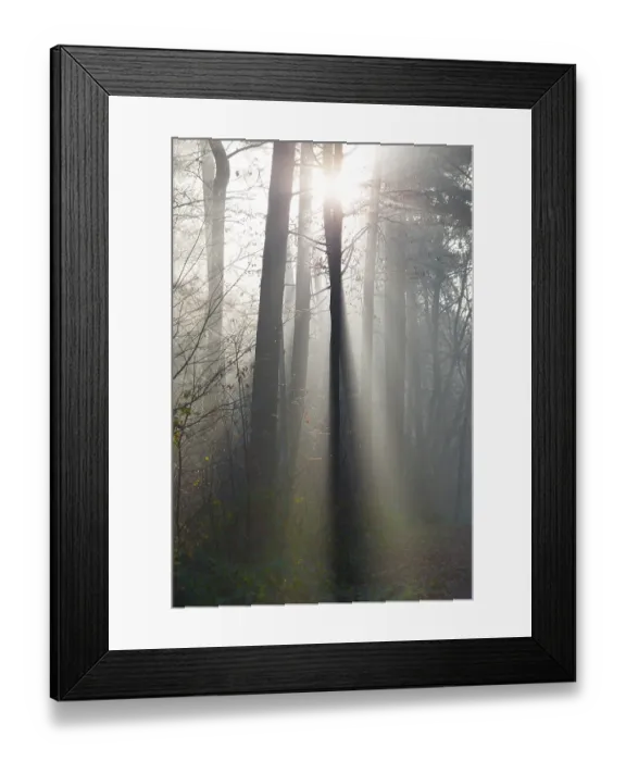Framed Print : Light-flooded forest, rays of light and shadow Framed Print : Light-flooded forest, rays of light and shadow