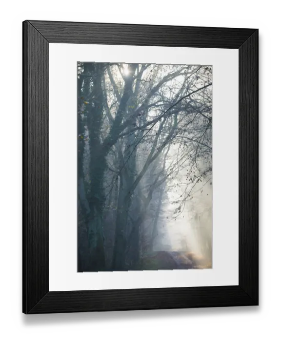 Framed Print : Rays of light in a foggy forest illuminate a path