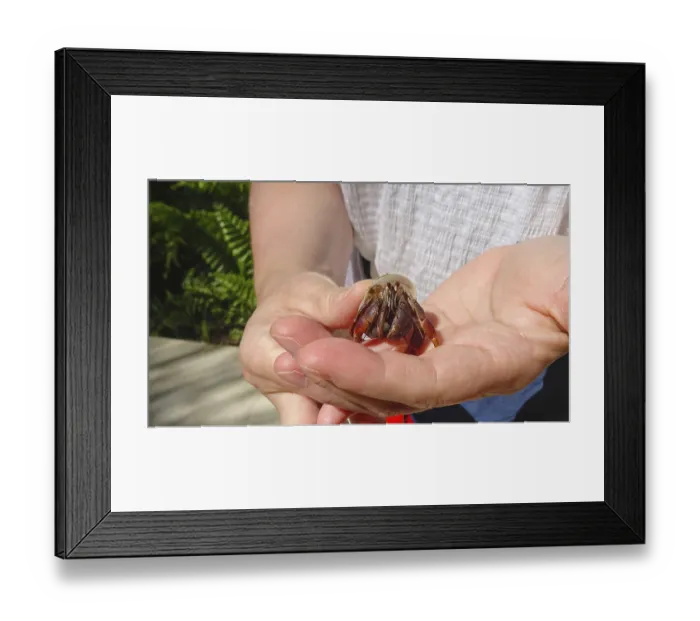 Framed Print : A small earth crab (Austropotamobius torrentium) sits in a hand and shows its natural shape and details