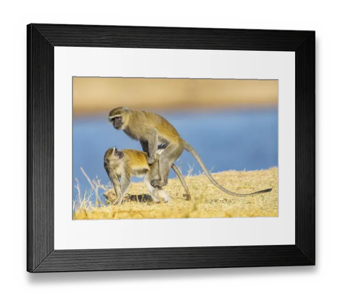 Framed Print : Vervet Monkey (Cercopithecus aethiops) mating South Luangwa NP Zambia August