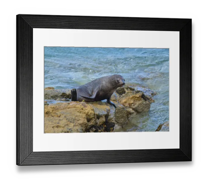 Framed Print : A seal rests on rocks at the edge of the ocean with gentle waves in the background