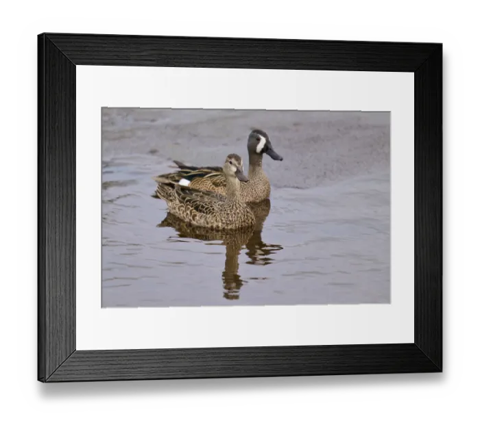 Framed Print : Two ducks swimming calmly on calm water