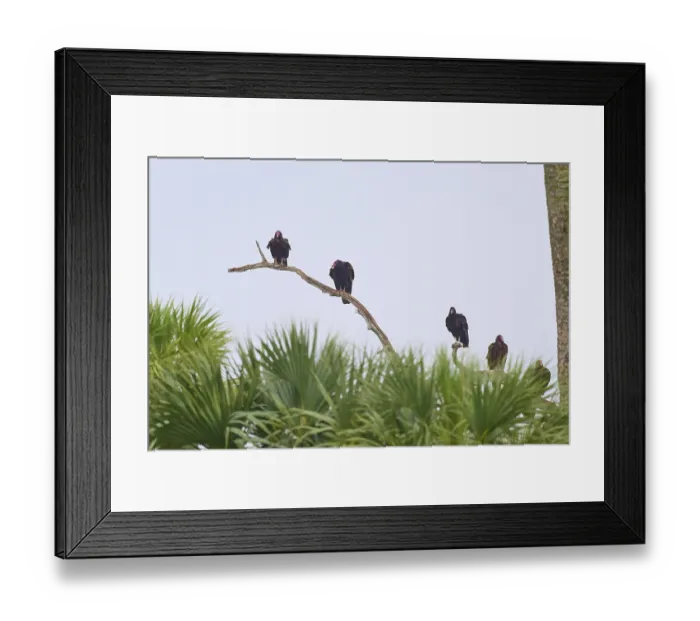 Framed Print : Some vultures sitting on a branch high above green palm trees in front of a bright sky