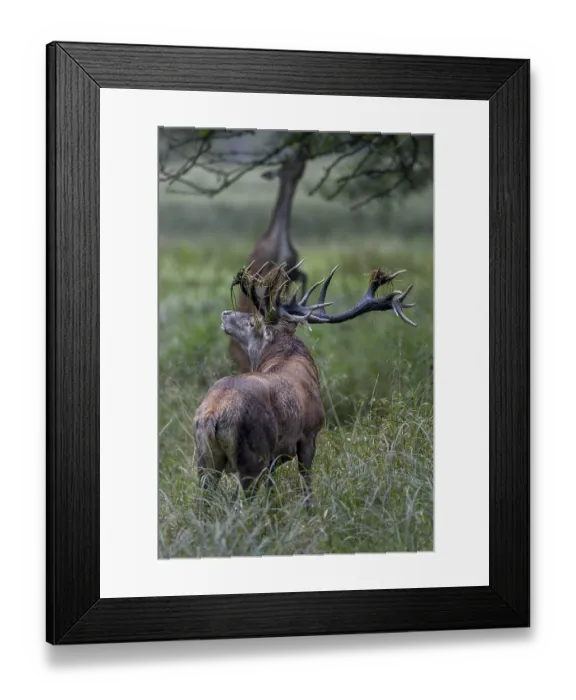 Framed Print : While the red deer, standing on its hind legs Framed Print : While the red deer, standing on its hind legs