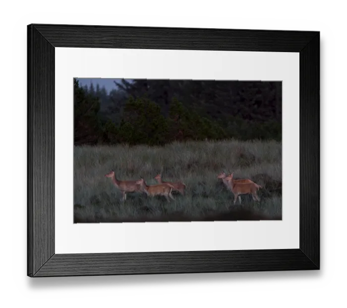 Framed Print : The low evening sun makes the eyes of the red deer (Cervus elaphus) and calves reflect a yellowish colour