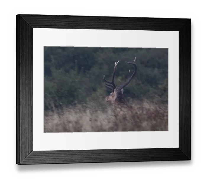 Framed Print : Suddenly this red deer (Cervus elaphus) stands in front of me and immediately takes flight