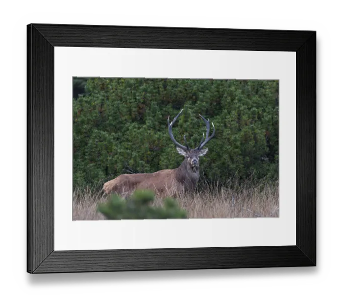 Framed Print : A year earlier I was able to photograph this red deer (Cervus elaphus) not far from this spot