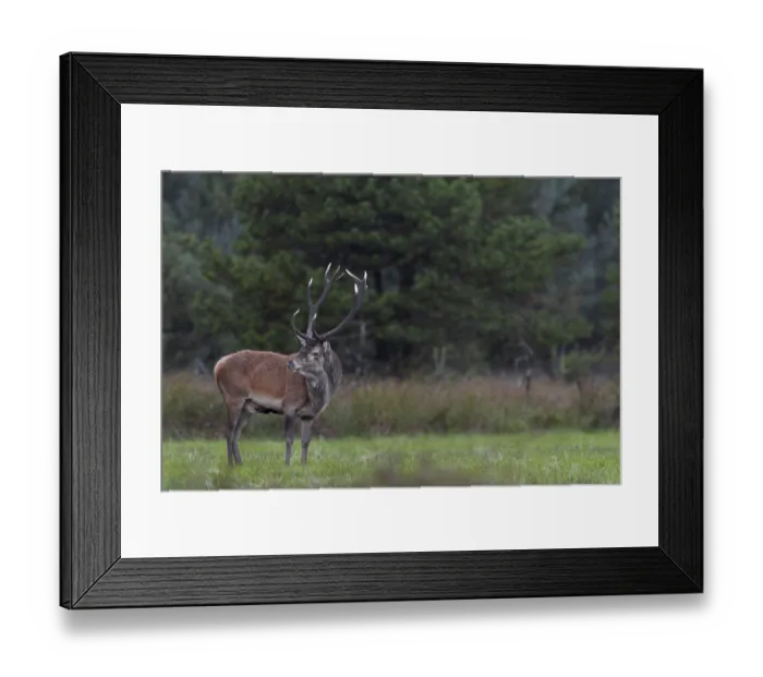 Framed Print : Red deer (Cervus elaphus) on a wild meadow