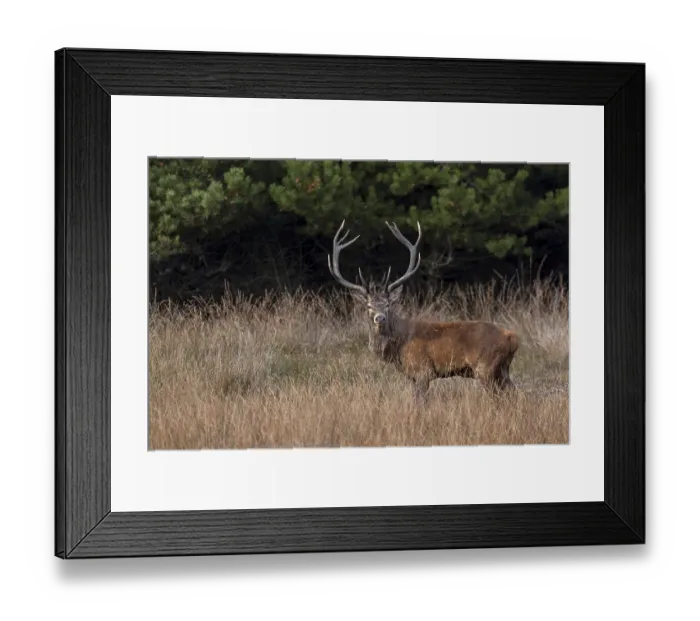 Framed Print : A beautiful red deer (Cervus elaphus) appears unexpectedly in a hidden clearing