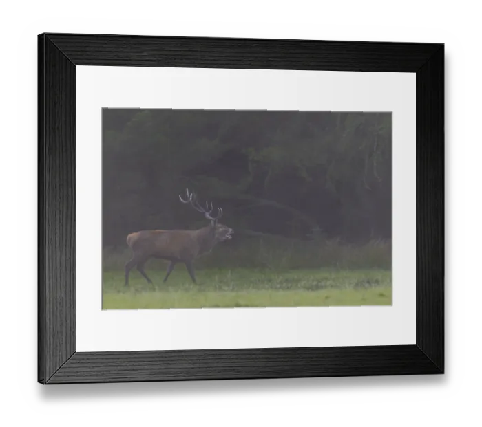 Framed Print : With the onset of dusk, the red deer (Cervus elaphus) increases its activity