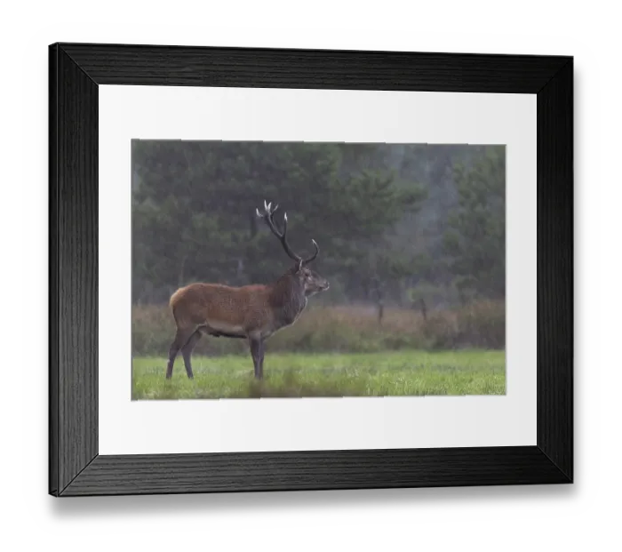 Framed Print : The red deer (Cervus elaphus) remains stoically calm in a rain shower