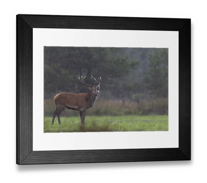 Framed Print : A roaring red deer (Cervus elaphus) in a rain shower Framed Print : A roaring red deer (Cervus elaphus) in a rain shower