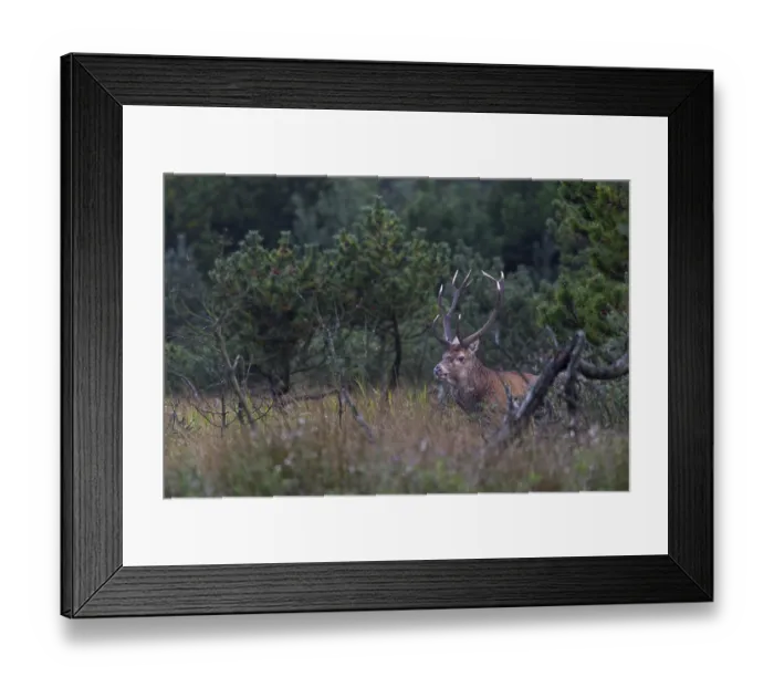 Framed Print : A red deer (Cervus elaphus) at the edge of a moorland meadow